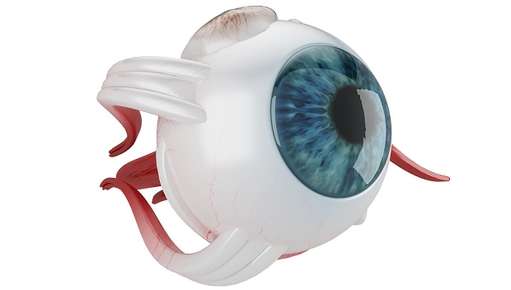 Image of an eyeball.